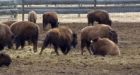 Homeward bound: Bison herd sent to U.S. after 140 years in Alberta