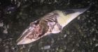 Headless dolphin prompts search