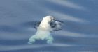 Polar bears forced to swim long distances as Arctic ice melts