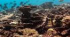 El Nio devastates coral reefs in Pacific Ocean | The Ring