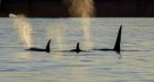 Northern orcas delight Prince Rupert residents