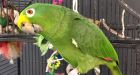 Ontario police break up 'domestic dispute' between man and pet parrot