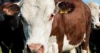 OxC-beta acts as natural alternative to antibiotics in animal feed