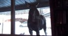 Moose caught on video 'watching' news in Alberta