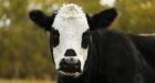 'We made a mistake': Earls reverses decision on Canadian beef