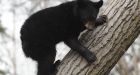 Burnaby woman fined $5,000 in bear parts case