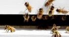 Suspect arrested after 5 million bees stolen in Quebec; bees remain missing