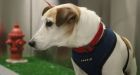 Sweetener xylitol toxic to dogs, FDA warns