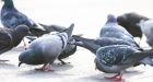 Overpopulation has Wisconsin town putting pigeons on the pill