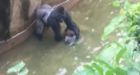 Gorilla shot dead to save toddler who fell into zoo enclosure
