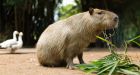 Toronto Parks investigating reports of capybaras sightings