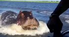 Senegals terrifying killer hippo problem