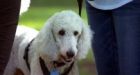 Quebec poodle's owners fined after dog caught walking outside neighbourhood