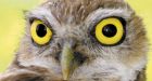 Calgary Zoo hopes pilot project will mitigate decline in burrowing owls