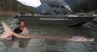 Massive 'Pig Nose' white sturgeon caught near Lillooet