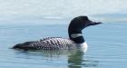 Canadians flock to vote on national bird