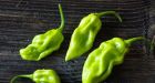 Ghost pepper blows out man's esophagus, nearly kills him