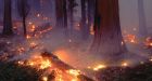 Sanctuary city illegal immigrant sparks $61 million fire in Sequoia National Forest