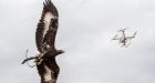 French Air Force turns to eagles to fight terror drone threat