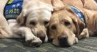Uneven tax rules for PTSD service dogs is 'discrimination': vets advocate