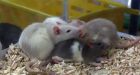 600 rats removed from North Bay, Ont. apartment