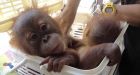 Thailand: Baby orangutans rescued in police sting