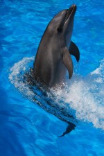 Dolphin