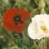 A Case for Remembrance Day