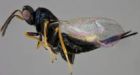 Canadian researchers successfully raise wasps that kill emerald ash borer