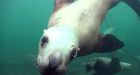 'They want to see if you're squishy': Swarm of sea lions nibble on divers in stunning video