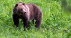 U.S. hunter guilty of killing rare Manitoba grizzly bear