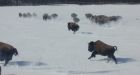 Freezers are full after a record year for bison hunting in Yukon