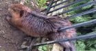 Animal services rescues chubby beaver trapped in fence