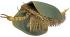 University of Toronto researchers discover 507-million-year old sea creature