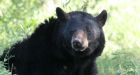 Black bear encounter way too close for comfort for salmon angler