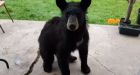 Young black bear on Dorion, Ont. doorstep captured on video