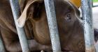 Deal reached to save 18 alleged Ontario fighting dogs from death row