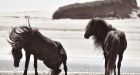 The woman who has spent 40 years alone on Sable Island