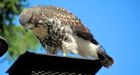 'This guy thinks he is a bald eagle': young hawk defies odds in Sidney, B.C.