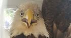 Injured eagle gets second chance after northern Ontario rescue