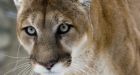 Cougar killed after sightings near Willow Park golf course