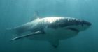 Climate change to bring great white sharks to B.C. says UBC prof