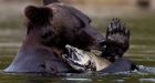 Future of B.C.'s grizzly trophy hunt uncertain as fall hunt approaches