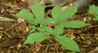 Canada's endangered wild ginseng under threat from poachers