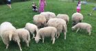 Flock of sheep stroll through Montreal to carry out landscaping jobs