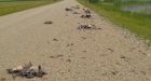 Vehicle plows through gaggle of geese on road near Innisfail, killing dozens of birds