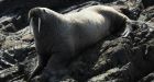 Looking for love in all the wrong places: NL walruses turning heads