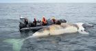 U.S. launches investigation into spate of right whale deaths