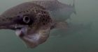 New video appears to show disfigured, unhealthy farmed salmon