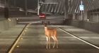 Officers stop deer on California bridge for 'toll evasion'